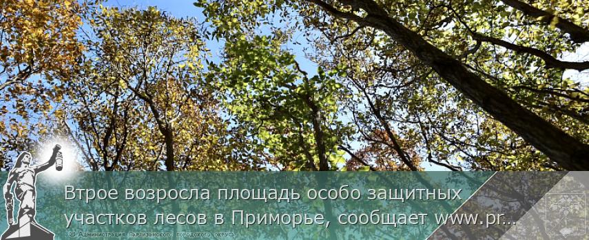 Втрое возросла площадь особо защитных участков лесов в Приморье, сообщает www.primorsky.ru